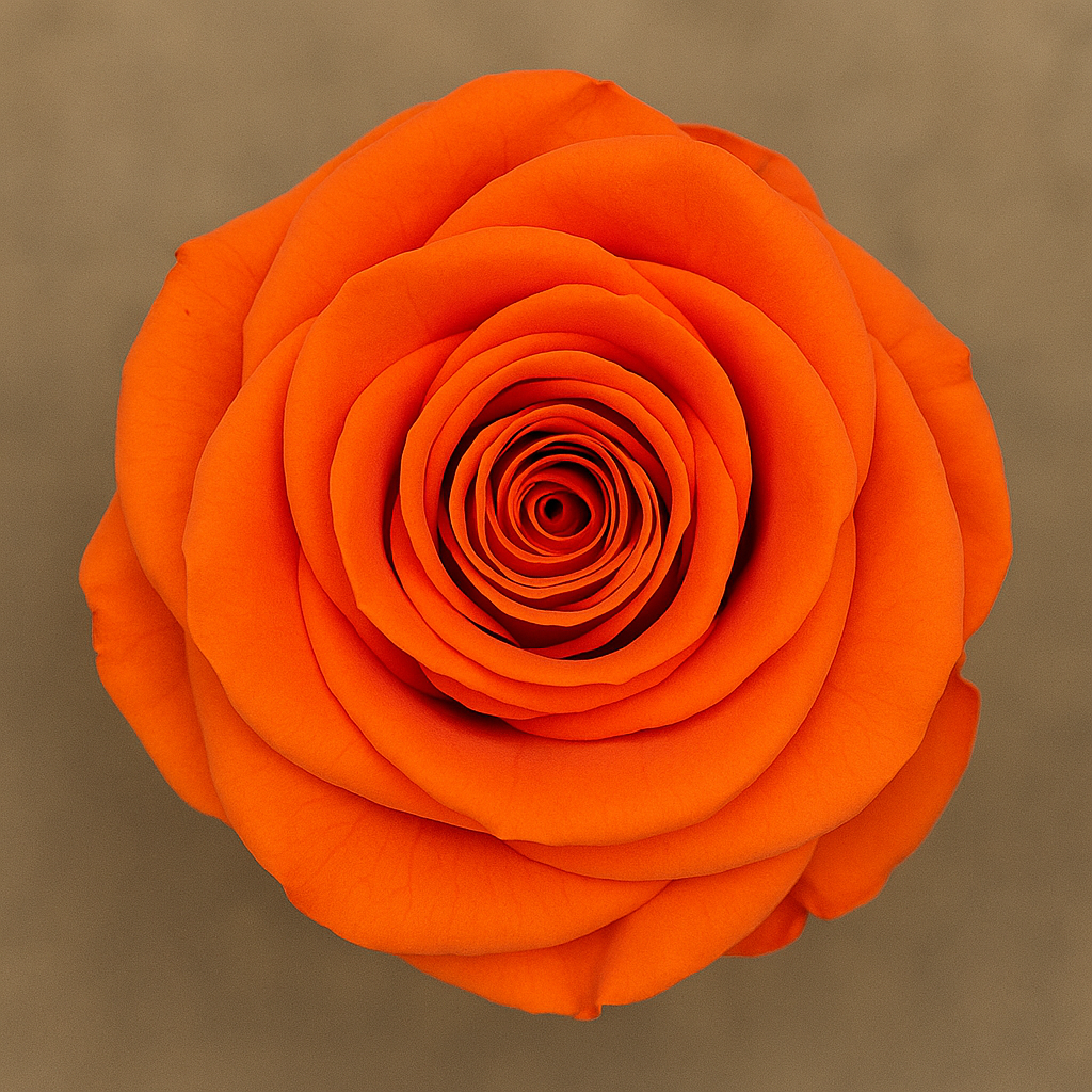 Heart Rose Box