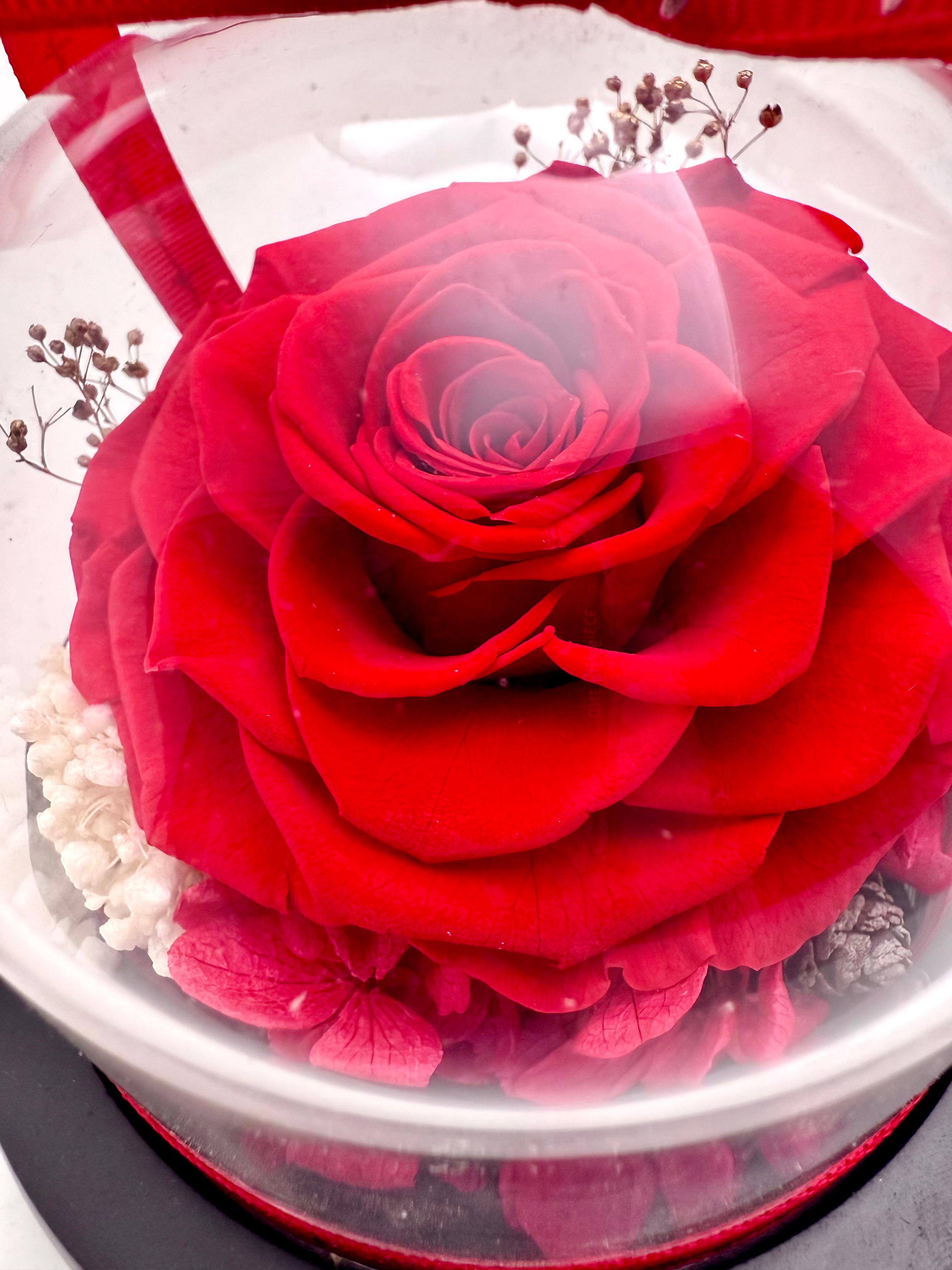 Mini Heart Rose Dome
