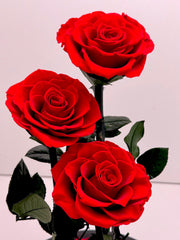 Trinity Rose Harmony Dome