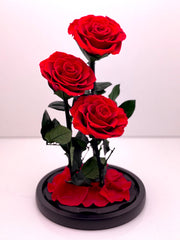 Trinity Rose Harmony Dome
