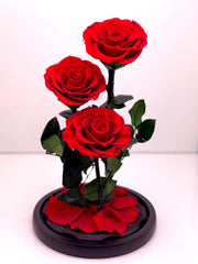 Trinity Rose Harmony Dome