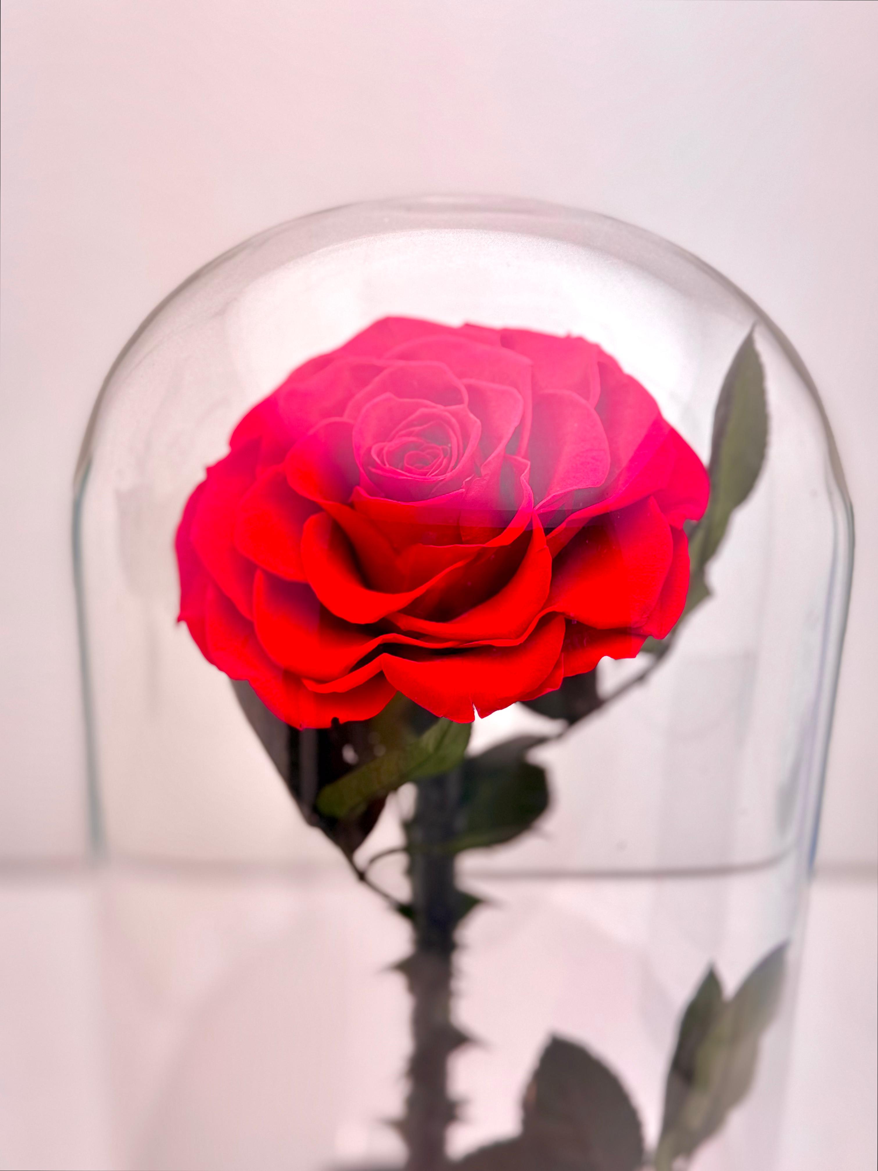 Timeless Bloom Rose Dome