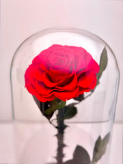 Timeless Bloom Rose Dome