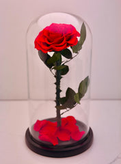 Timeless Bloom Rose Dome