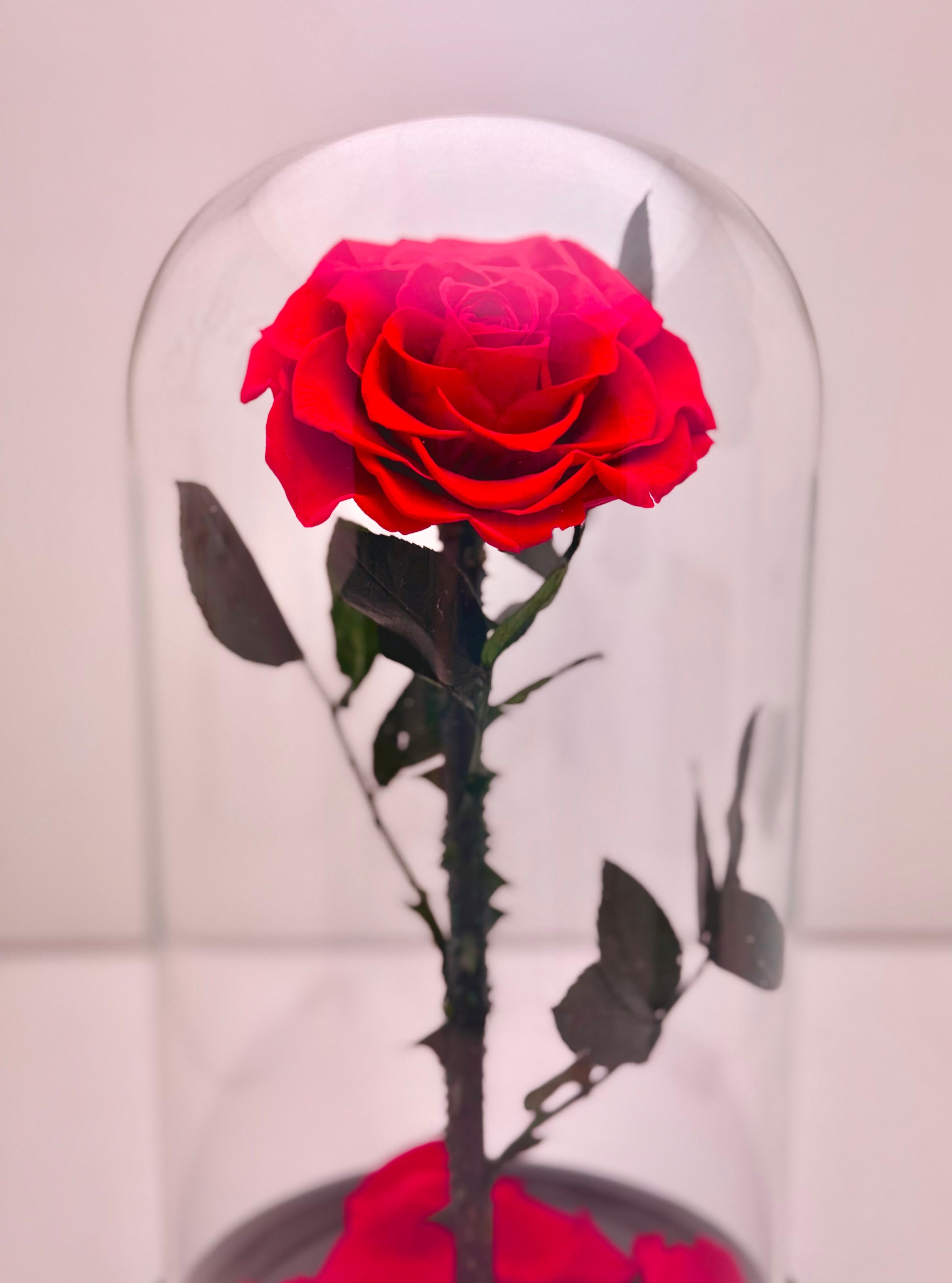 Timeless Bloom Rose Dome
